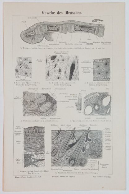 Historischer Druck – Gewebe des Menschen – Holzstich 1895 [1 Blatt].