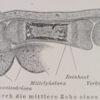 Historischer Druck – Gewebe des Menschen – Holzstich 1895 [1 Blatt].