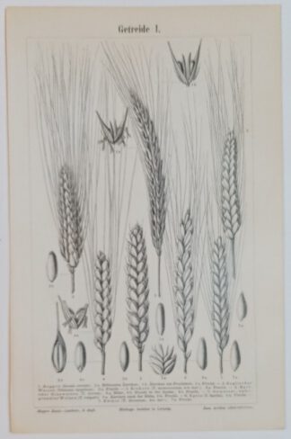 Historischer Druck – Getreide I und II – Holzstich 1895 [1 Blatt].