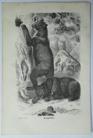 Kragenbär – Holzstich aus Brehms Thierleben – 1877.