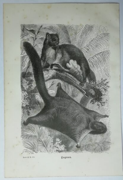 Taguan [Riesengleithörnchen] – Holzstich aus Brehms Thierleben – 1877.