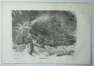 Stachelschwein – Holzstich aus Brehms Thierleben – 1877.