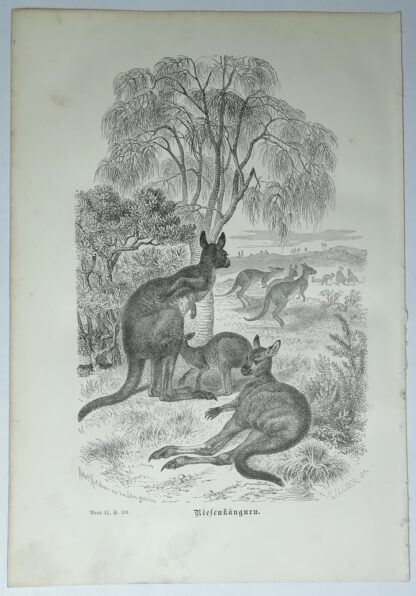 Riesenkänguru – Holzstich aus Brehms Thierleben – 1877.