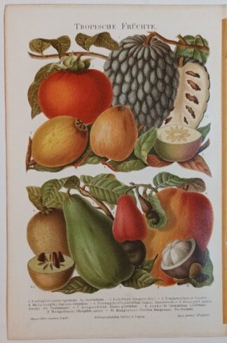 Historischer Druck – Tropische Früchte – Chromolithographie 1897 [1 Blatt]. 2