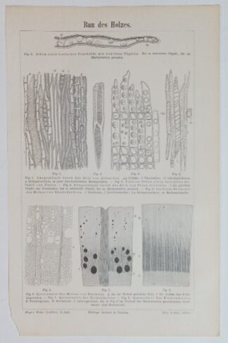 Historischer Druck – Bau des Holzes – Holzstich 1897 [1 Blatt].