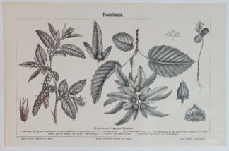 Historischer Druck – Hornbaum – Holzstich 1897 [1 Blatt]. 2