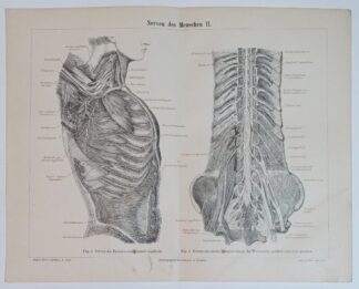 Historischer Druck – Nerven des Menschen II – Holzstich 1890 [1 Blatt].