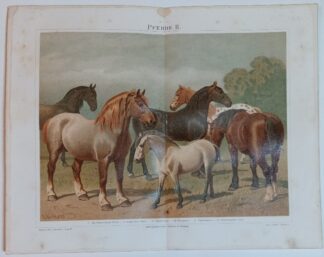 Historischer Druck – Pferde II – Chromolithographie 1890 [1 Blatt].