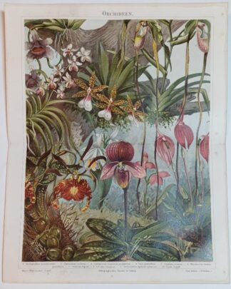 Historischer Druck – Orchideen – Chromolithographie 1890 [1 Blatt].