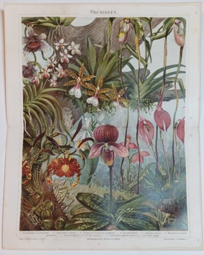 Historischer Druck – Orchideen – Chromolithographie 1890 [1 Blatt].