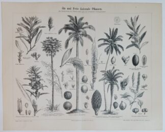 Historischer Druck – Öle und Fette liefernde Pflanzen – Holzstich 1890 [1 Blatt]. 3