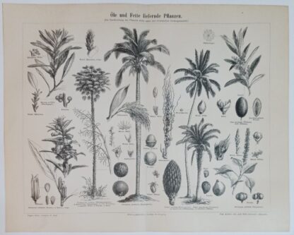 Historischer Druck – Öle und Fette liefernde Pflanzen – Holzstich 1890 [1 Blatt].