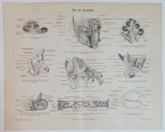 Historischer Druck – Ohr des Menschen – Holzstich 1890 [1 Blatt].