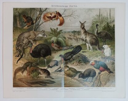 Historischer Druck – Australische Fauna – Chromolithographie 1894 [1 Blatt].