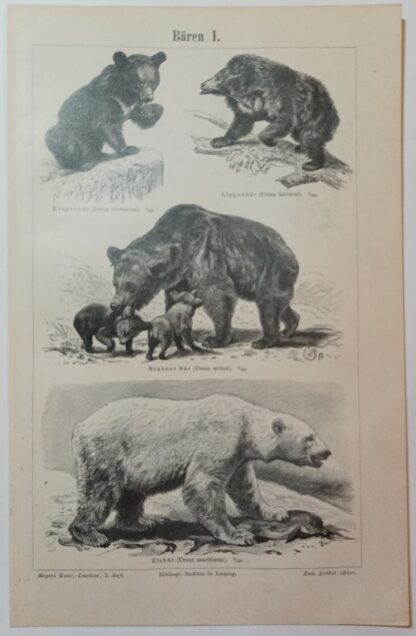 Historischer Druck – Bären I und II – Holzstich 1894 [1 Blatt].