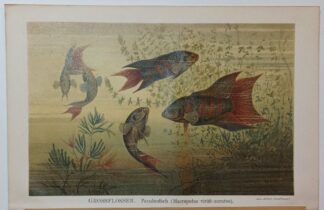 Historischer Druck – Grossflosser – Paradiesfisch – Chromolithographie 1895 [1 Blatt].