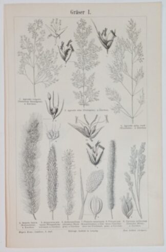 Historischer Druck – Gräser I und II – Holzstich 1895 [1 Blatt].