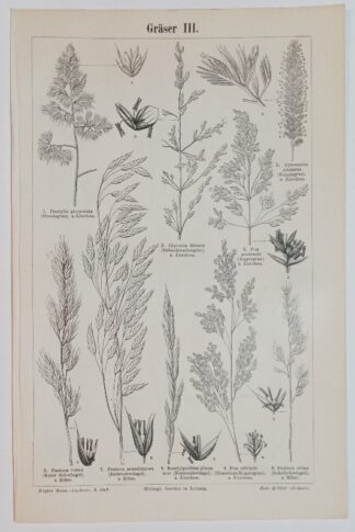 Historischer Druck – Gräser III und IV – Holzstich 1895 [1 Blatt].